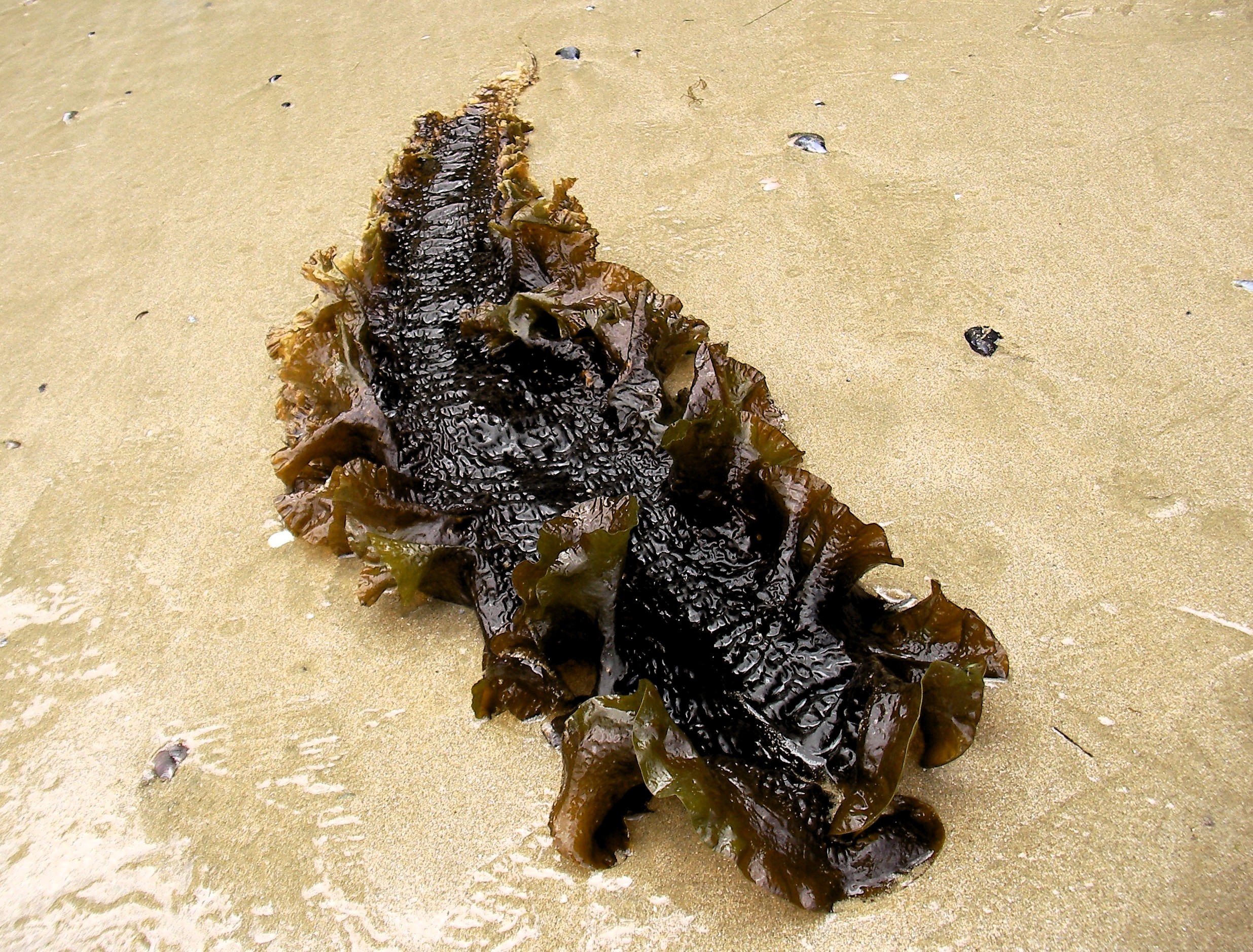 Saccharina latissima v2 picture